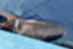 The sleeper shark caught in Belize