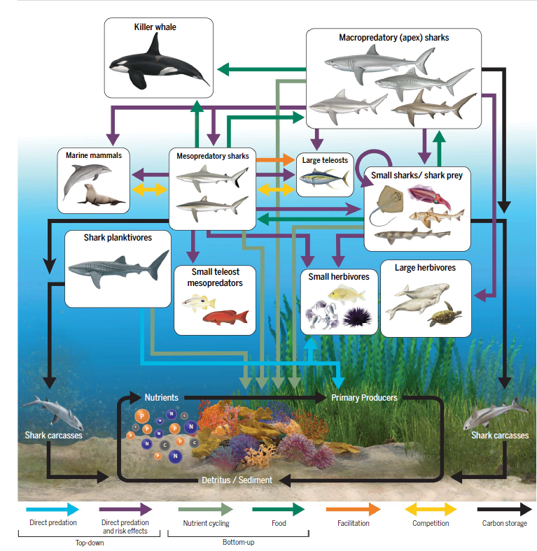 New PEC lab paper in Science magazine on the ecological role of sharks!