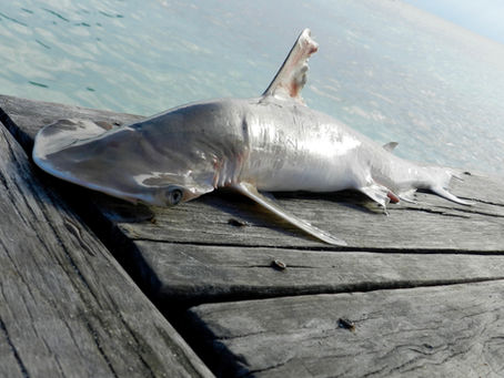 Two new shark species
