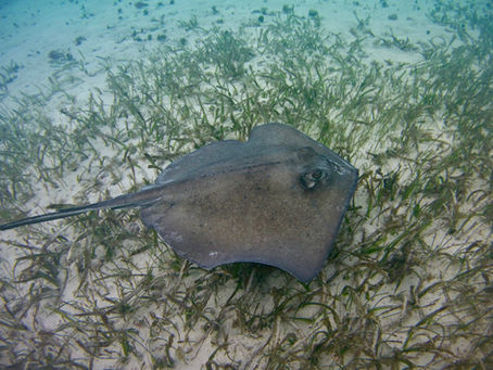 Belize to establish world's first ray sanctuary
