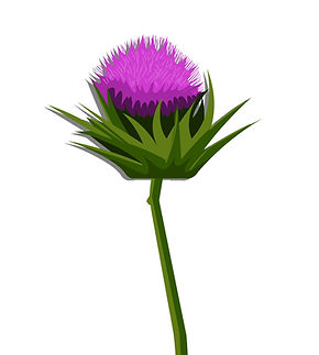 maria distel bloemm.jpg