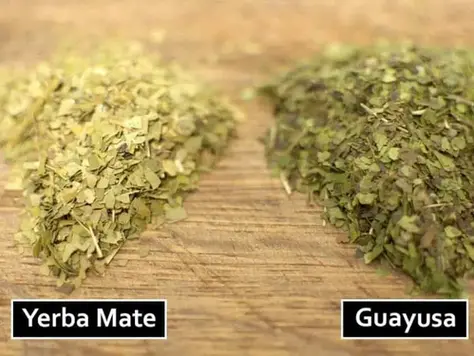 Gezondheidsvoordelen van cafeïne houdende natuurlijke theeën van het geslacht llex (Yerba matá, Guayusa, Yaupon, Kudingcha)