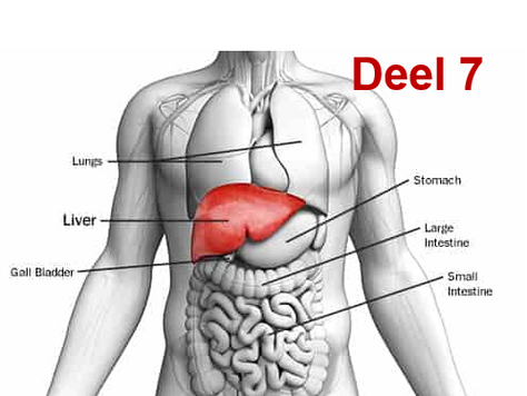 Deel 7: herstel je lever: de beste lever detox methodes.