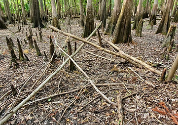 Mid Florida Bigfoot