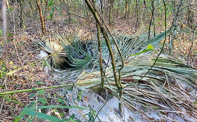 florida bigfoot