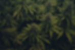 ghost home page .jpg