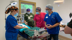 GA Pet Coalition Supports Veterinary Training to Reduce Pet Overpopulation