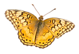 VariegatedFritillary small.png