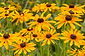2019_06_21_BlackeyedSusan012_1600.jpg