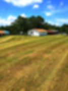 Lawn 2.JPG