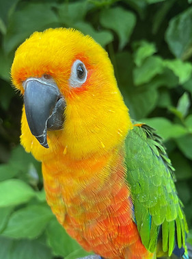 Kiki-Dee the Jenday conure