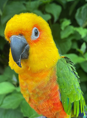 Kiki-Dee the Jenday conure