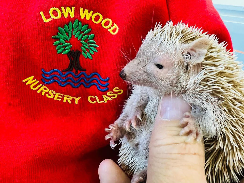 Iggle the tenrec & school logo