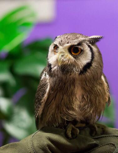 Dobby the white-faced owl visits schools, groups, events and more as part of Wee Critter's animal education sessions.