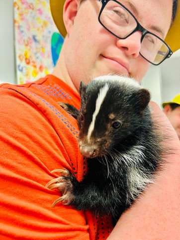 Scampi the striped skunk being cuddled by a young adult wearing an orange t shirt.