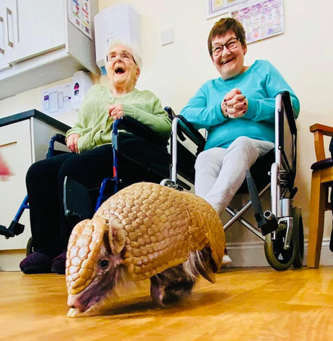 Arthur the armadillo running across the floor while two ladies watch on in joy.