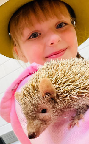 A little explorer holding Iggle the Madagascar lesser hedgehog tenrec.