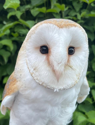 Pepper the white-breasted barn owl