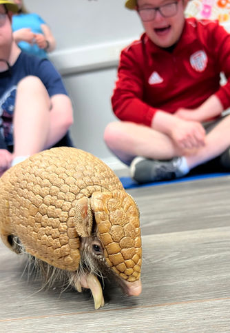 Arthur the armadillo exploring his surroundings during a group visit with the group watching him!