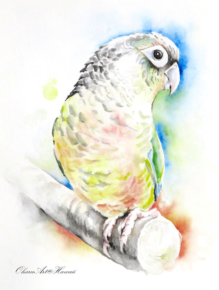 Green-cheek_Water color on Paper 14x11in