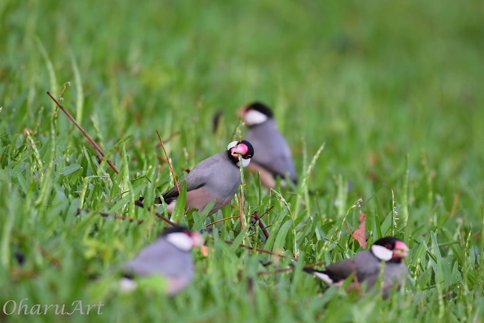 Java finch_Honolulu