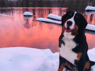 Happy 2nd Birthday to the World's Cutest Dog!!