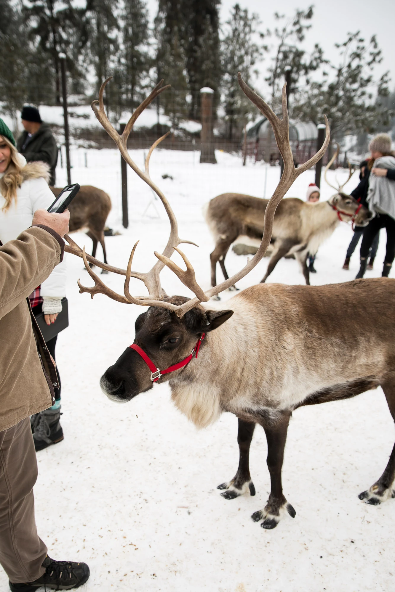 A Visit To The Leavenworth Reindeer Farm