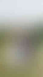 Wedding at The Old Springhouse