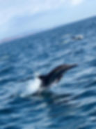 Delfines La Paz