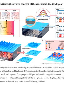 [Figure/Scheme] Height-renderable morphable tactile display enabled by programmable modulation of local stiffness in photothermally active polymer