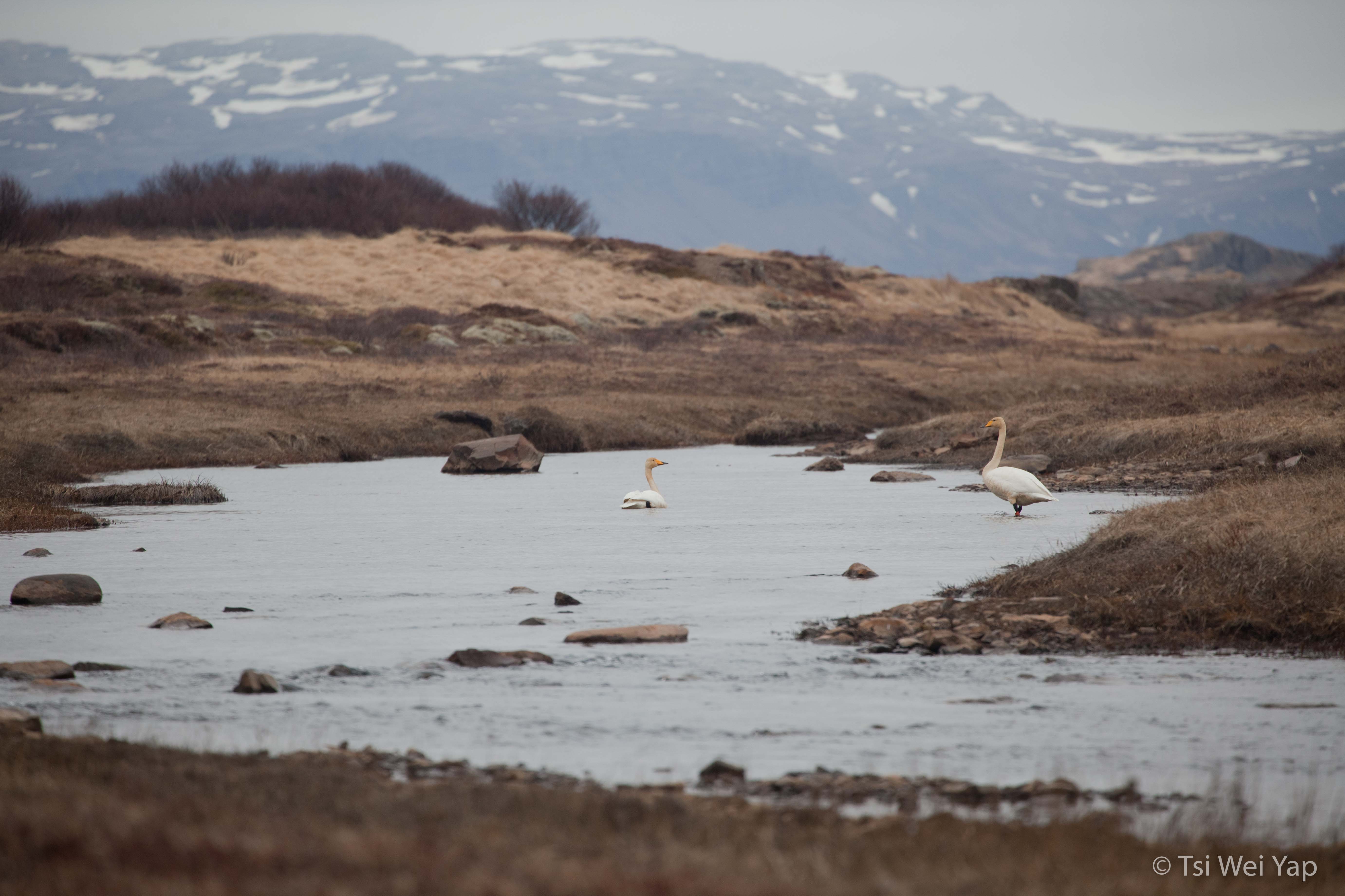 Icelandic Geese_