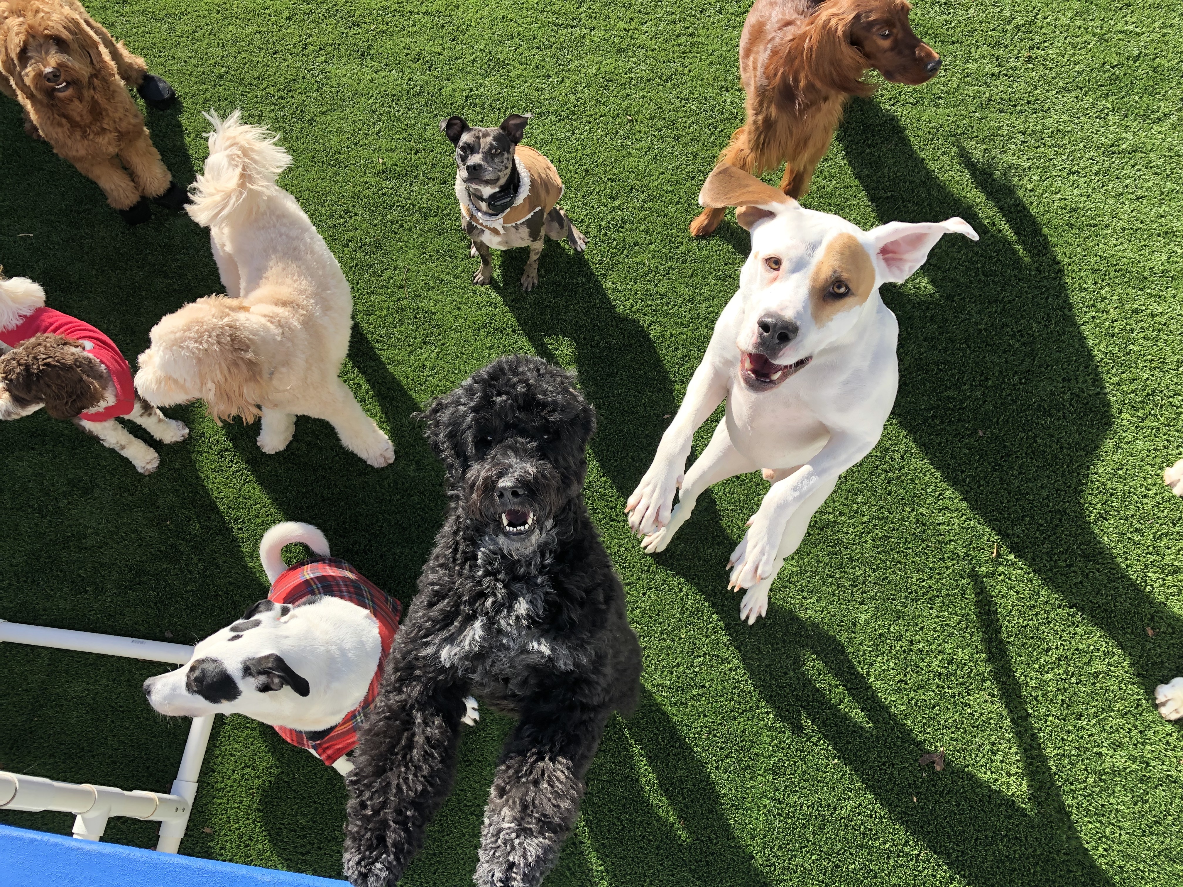 dog training companies