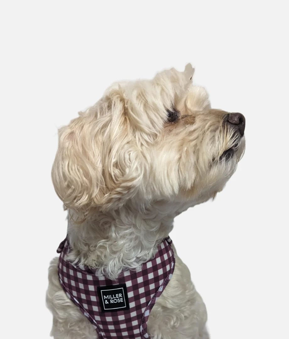 Thumbnail: Gorgeous Gingham Classic Harness