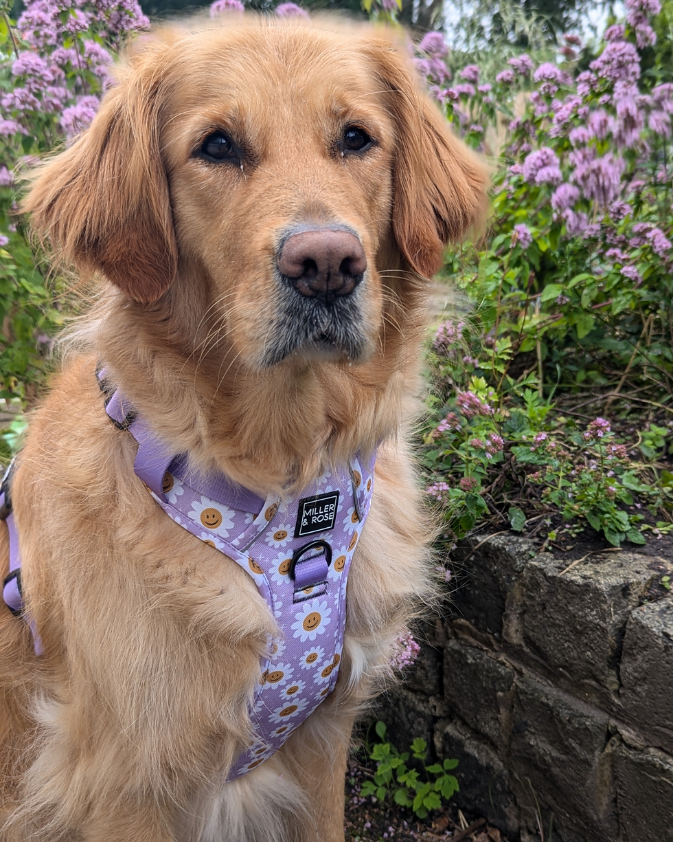 Thumbnail: HAPPY DAISY - Ruff & Tough Harness