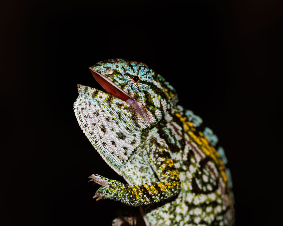 Beatiful fired up Carpet Chameleon. Furcifer Lateralis.