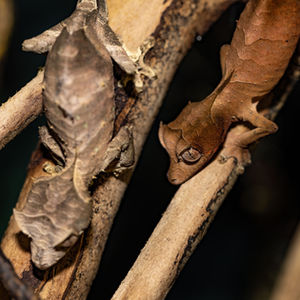 Satanic Leaf Tailed Gecko, Uroplatus Phantasticus on a Stick