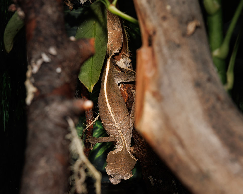 Uroplatus phantasticus, satanic leaf tailed gecko in beautiful coloration.