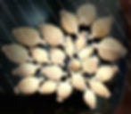 Dried poppy pods USA