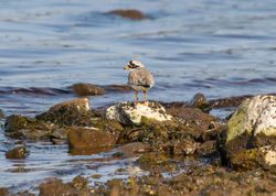 Little Plover