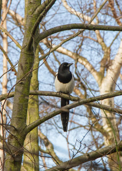 Magpie