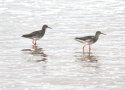 Redshanks