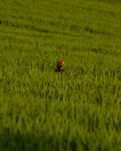 Hidden Pheasant?