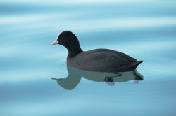 Coot
