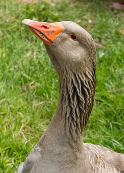 Gander?