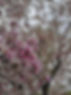 blommor.jpg