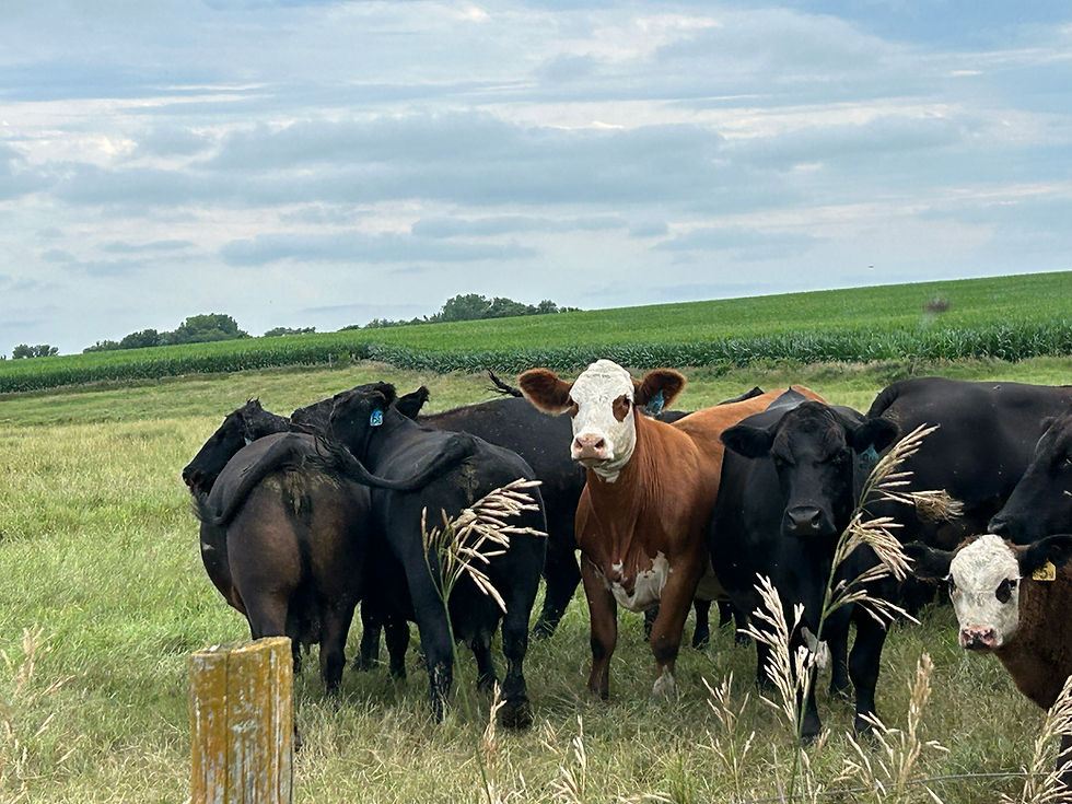 Importing Argentine Beef is a Loss for Ranchers and Consumers