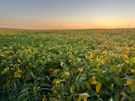 South Dakota Farmers Get Left Behind While Argentina Gets a Bailout