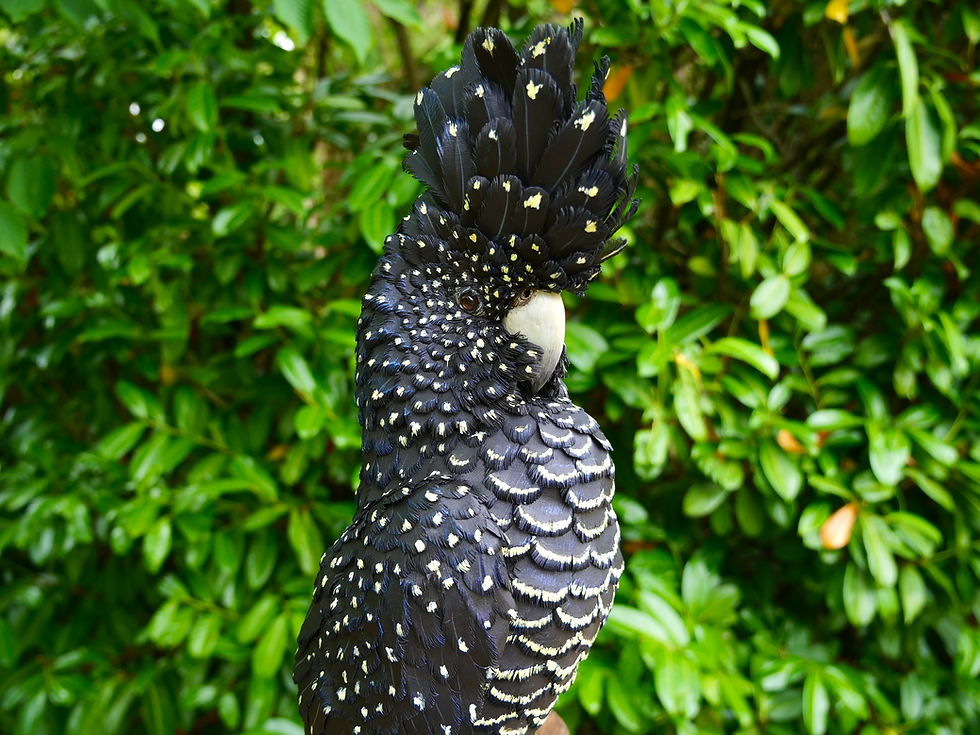 Red-tailed cockatoo