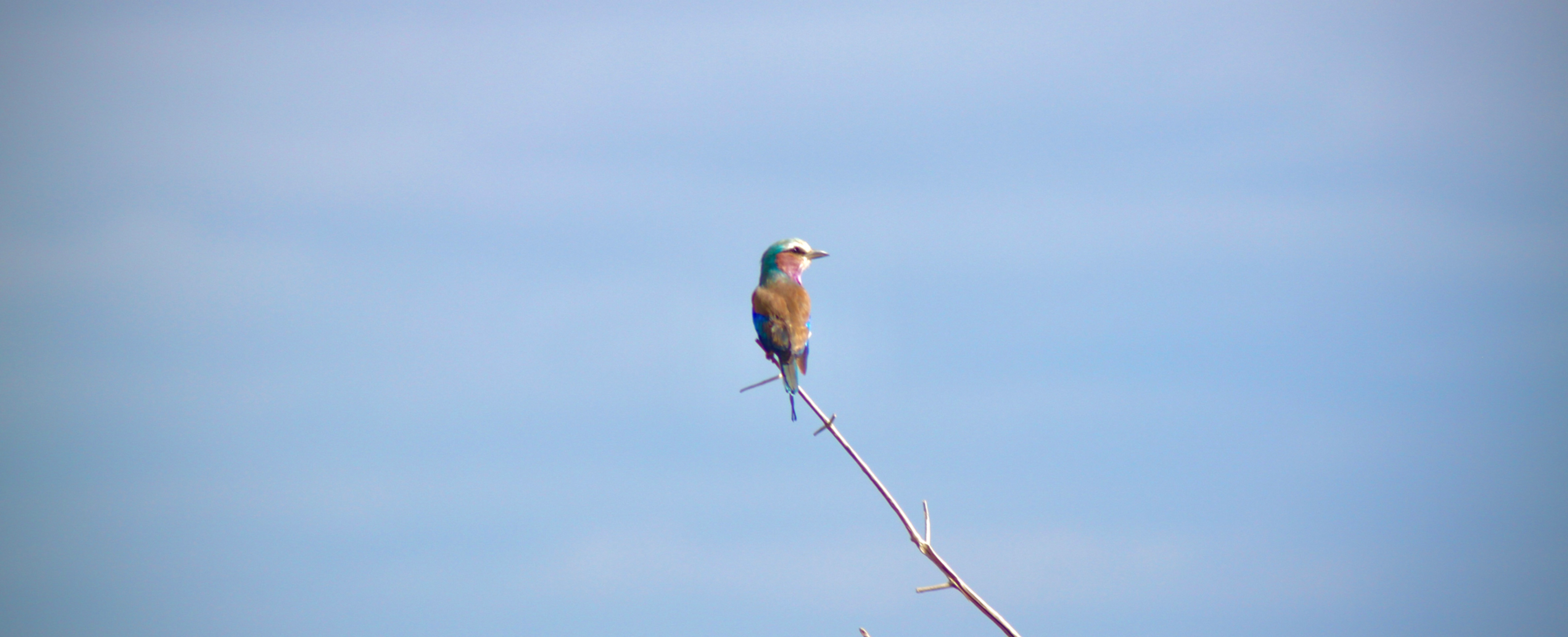 A snapshot I got of the lilac-breasted roller whilst in the Masai Mara
