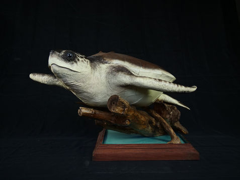 Sea Turtle sculpture
